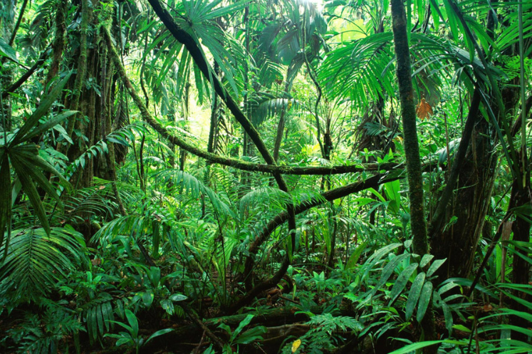 熱帯とは 熱帯雨林気候とサバナ気候の気候 自然 農業 住民生活について 勉強ログ