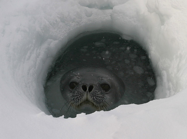 イヌイット エスキモー の狩猟生活について アザラシの呼吸穴猟など季節により変化する狩猟生活 勉強ログ